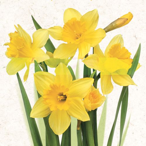 Daisy ubrousky velikono�n� 3vrstv� 33 x 33 cm 20 ks - Bunch of Yellow Daffodils Daisy ubrousky velikono�n� 3vrstv� 33 x 33 cm 20 ks - Bunch of Yellow Daffodils